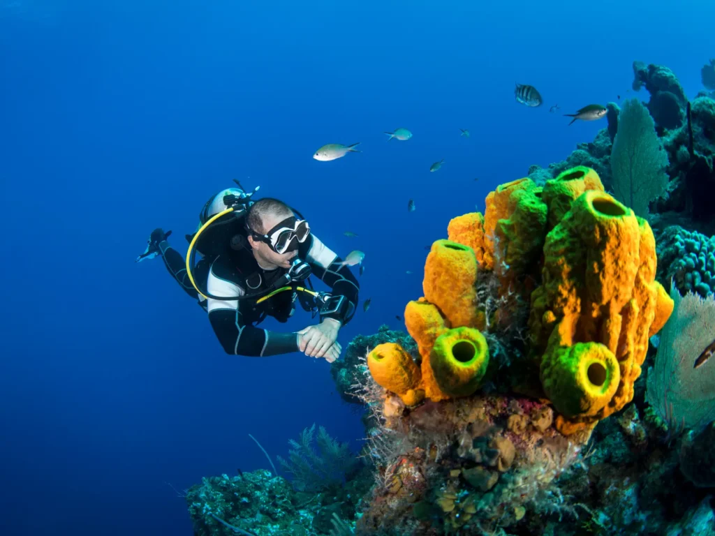 Diving Komodo: The Ultimate Guide into Paradise