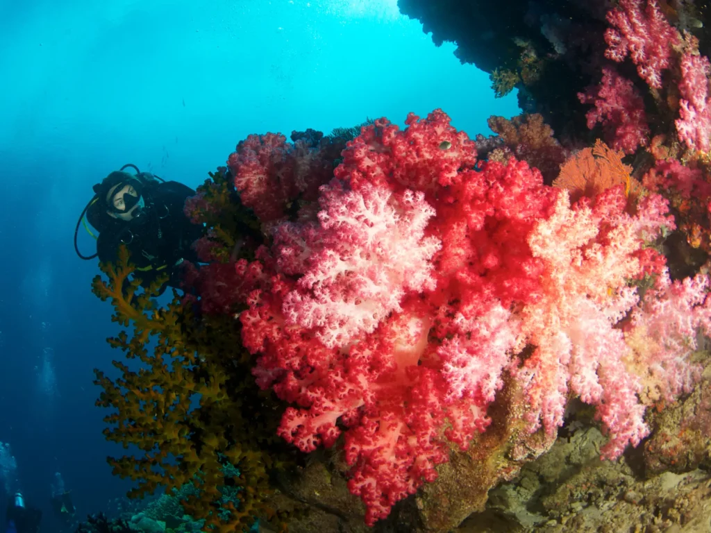 Dive Center Komodo: Your Gateway to Underwater Paradise