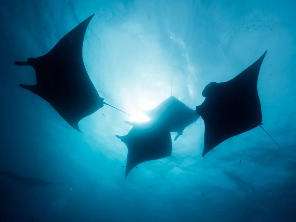 Manta Ray Diving – Indonesia’s Underwater Ballet